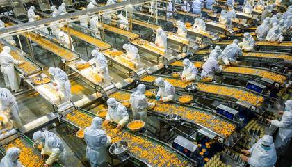 湖北宜昌秭归县,食品企业的工人在柑橘罐头生产线上工作。